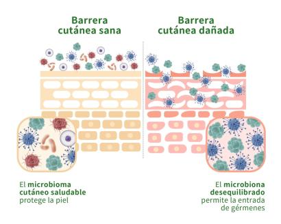 Microbioma de la piel en corredores: ¿Por qué te salen más brotes al entrenar?